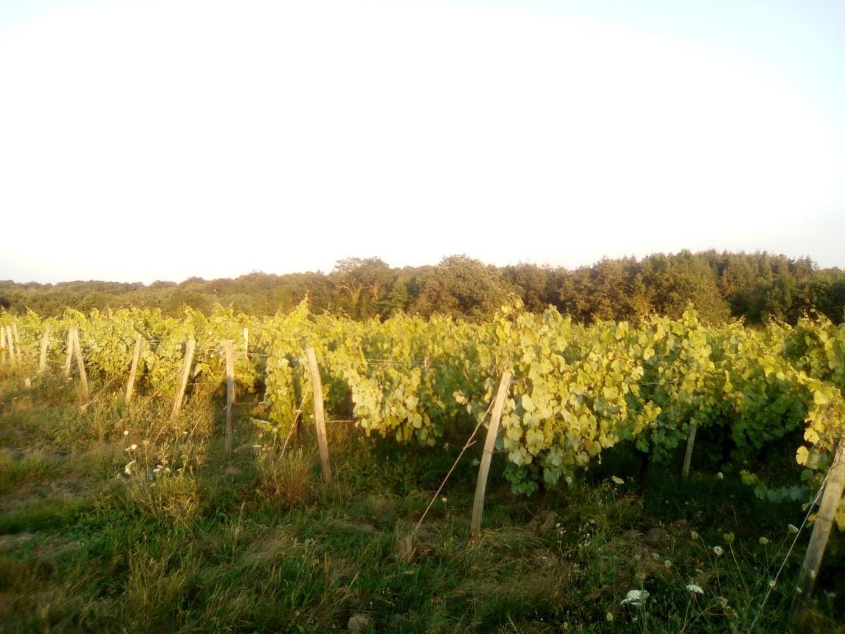 Mas Des Vignes Piscine Chauffée Bed and breakfast *